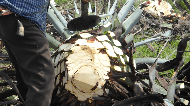 Man chopping up the pina, or "core" of the agave