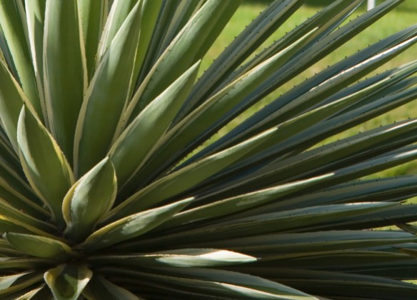 agave-source